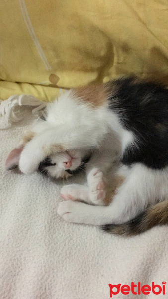 Tekir Kedi, Kedi  DEVA fotoğrafı