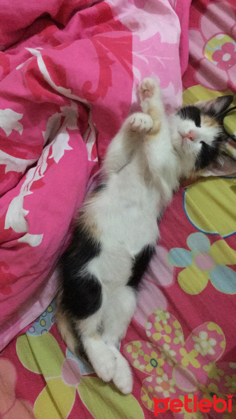 Tekir Kedi, Kedi  DEVA fotoğrafı