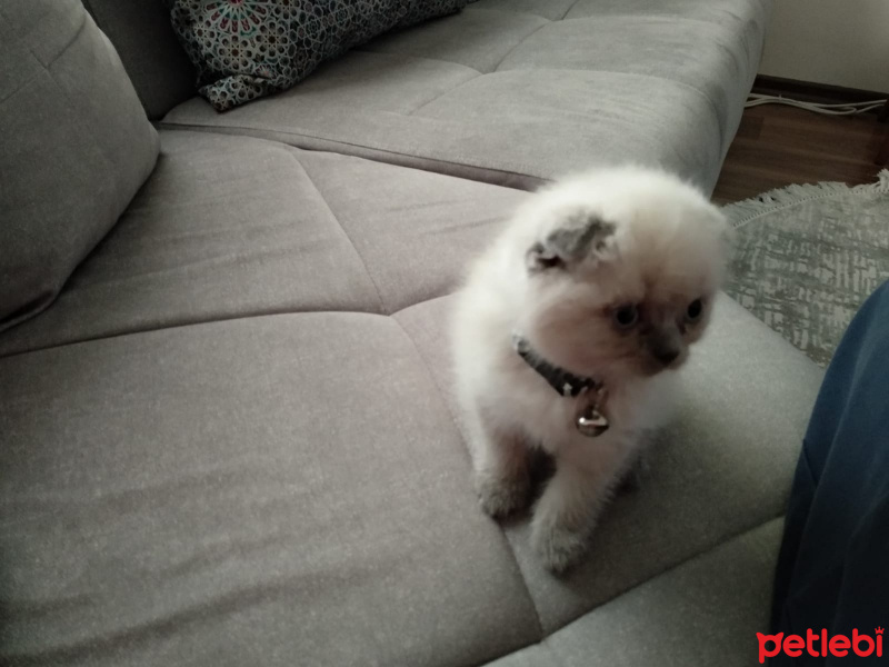 Scottish Fold, Kedi  BONCUK fotoğrafı
