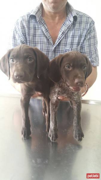 Alman Kısa Tüylü Pointer, Köpek  Orco&Melo fotoğrafı
