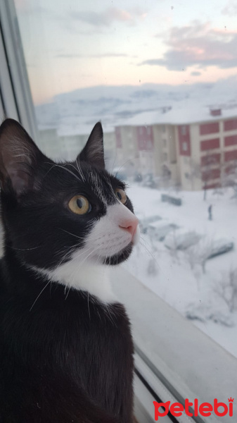 Cymric, Kedi  Gukki fotoğrafı