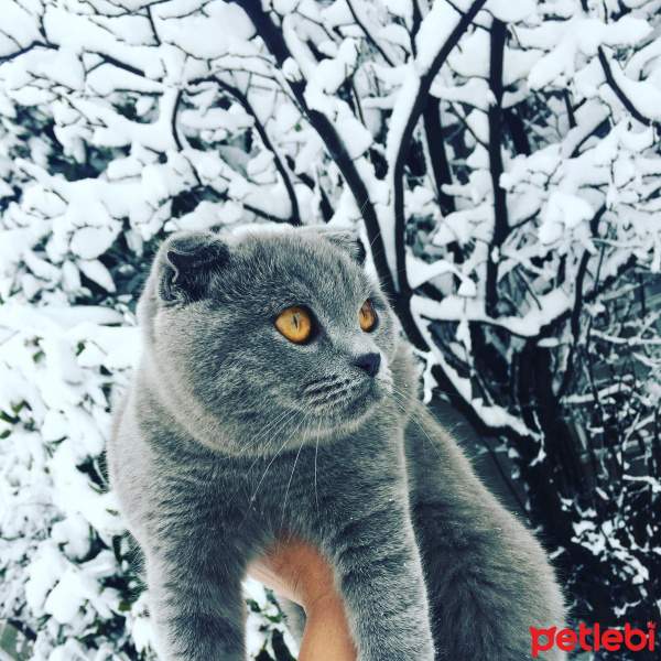 Scottish Fold, Kedi  Pamir fotoğrafı