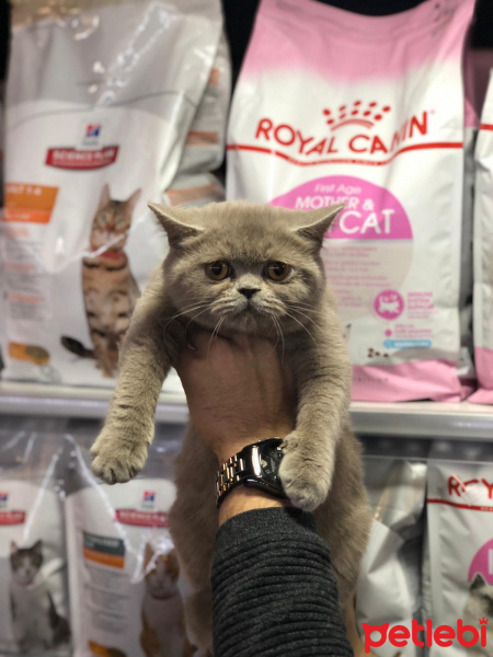 Exotic Shorthair, Kedi  alice fotoğrafı