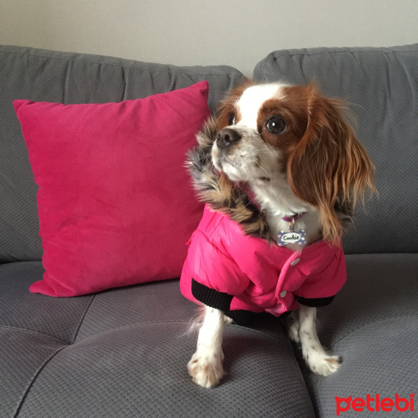 Cavalier King Charles Spanieli, Köpek  Cookie fotoğrafı