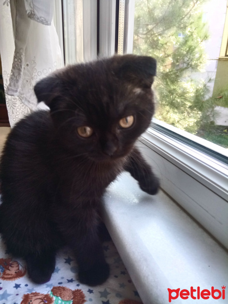 Scottish Fold, Kedi  Karabiber fotoğrafı