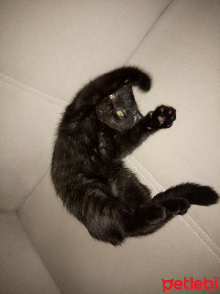 Scottish Fold, Kedi  Karabiber fotoğrafı