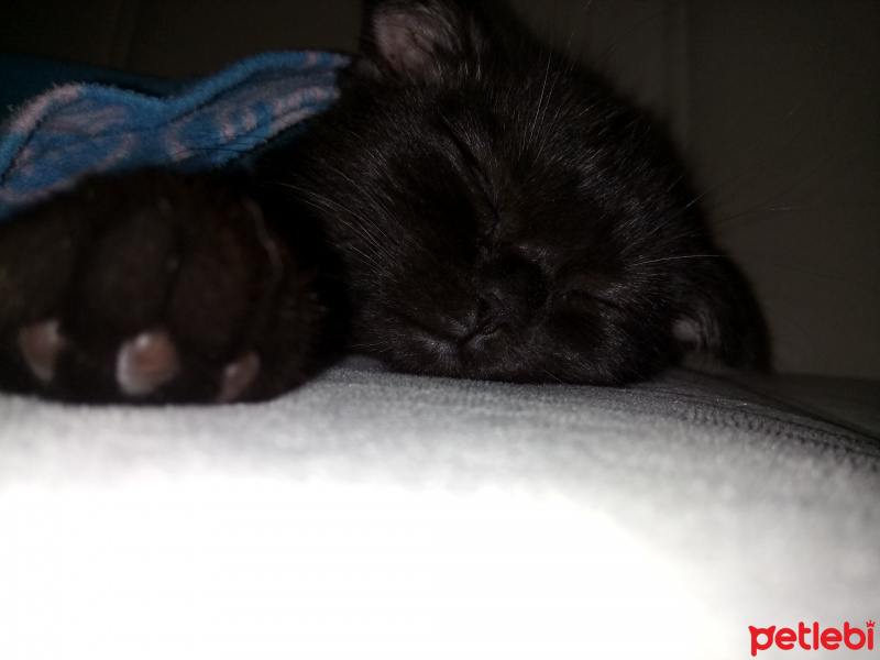 Scottish Fold, Kedi  Karabiber fotoğrafı