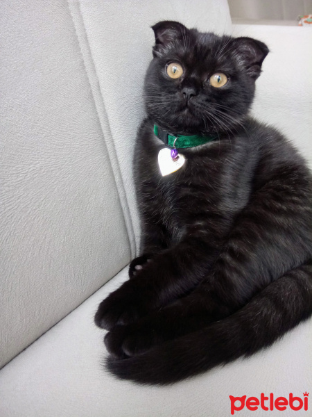 Scottish Fold, Kedi  Karabiber fotoğrafı