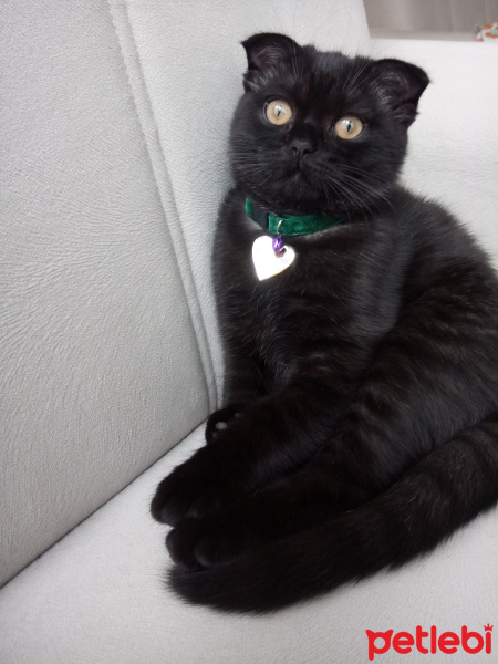 Scottish Fold, Kedi  Karabiber fotoğrafı
