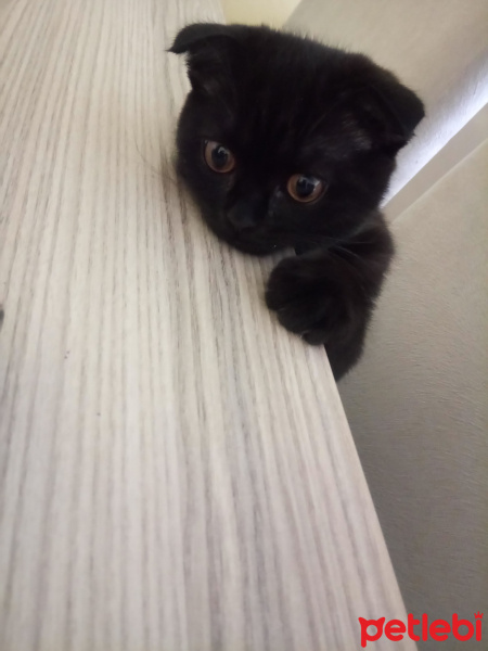 Scottish Fold, Kedi  Karabiber fotoğrafı