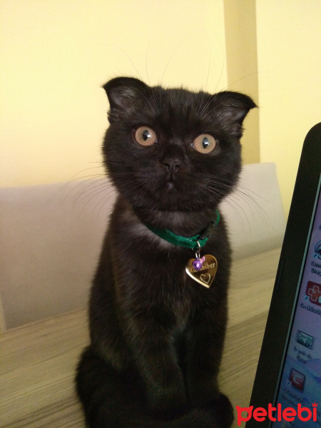 Scottish Fold, Kedi  Karabiber fotoğrafı