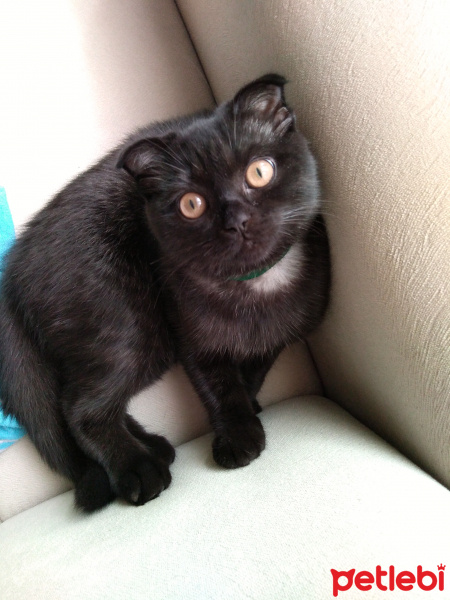 Scottish Fold, Kedi  Karabiber fotoğrafı