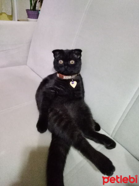 Scottish Fold, Kedi  Karabiber fotoğrafı