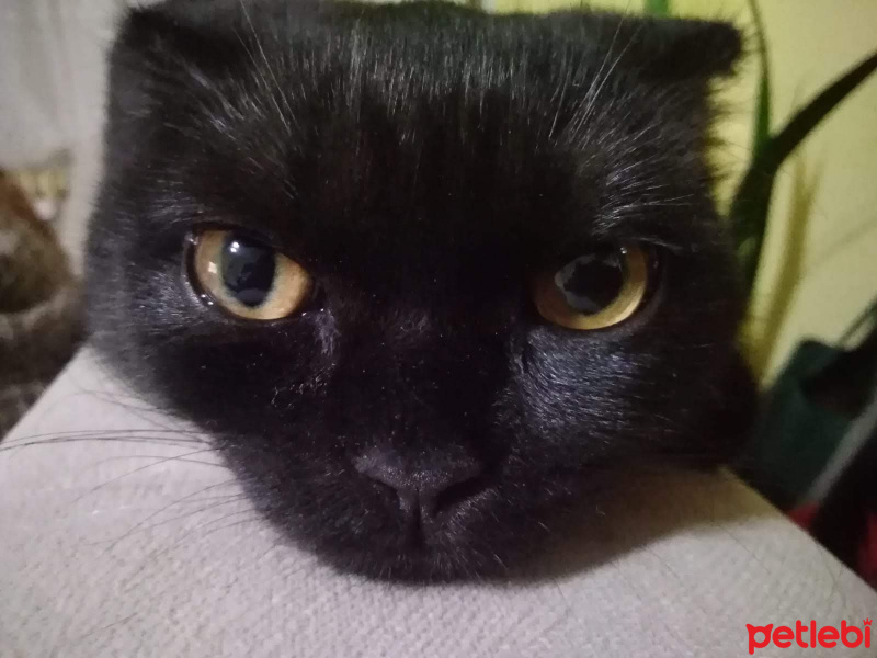 Scottish Fold, Kedi  Karabiber fotoğrafı