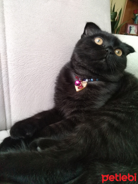Scottish Fold, Kedi  Karabiber fotoğrafı
