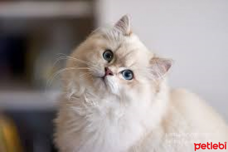 British Shorthair, Kedi  ELSA fotoğrafı