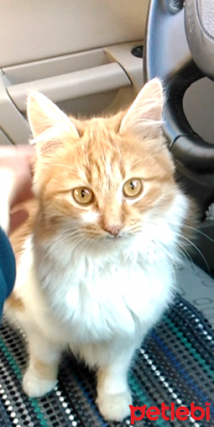 Tekir Kedi, Kedi  Saruman fotoğrafı