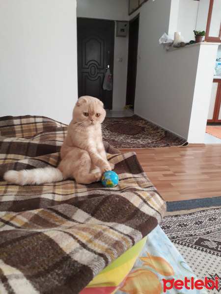 Scottish Fold, Kedi  Salep fotoğrafı