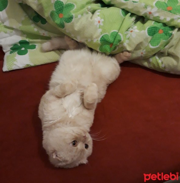 Scottish Fold, Kedi  Salep fotoğrafı