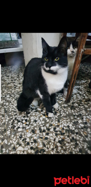 Tekir Kedi, Kedi  Paşa fotoğrafı