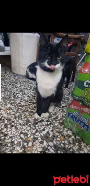 Tekir Kedi, Kedi  Paşa fotoğrafı