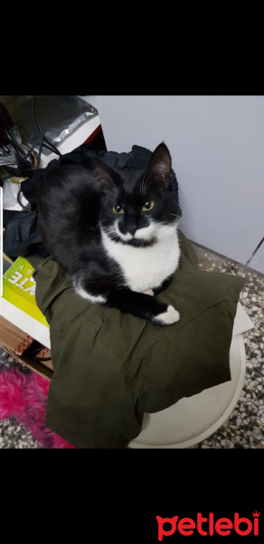 Tekir Kedi, Kedi  Paşa fotoğrafı