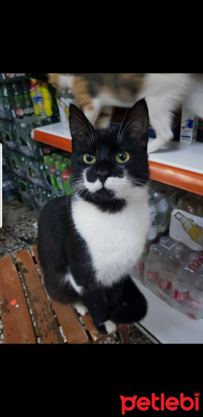 Tekir Kedi, Kedi  Paşa fotoğrafı