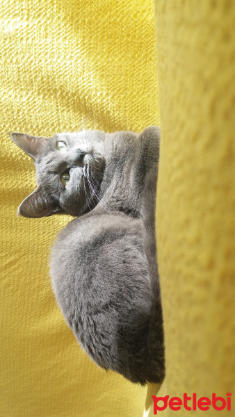 British Shorthair, Kedi  Kizim fotoğrafı