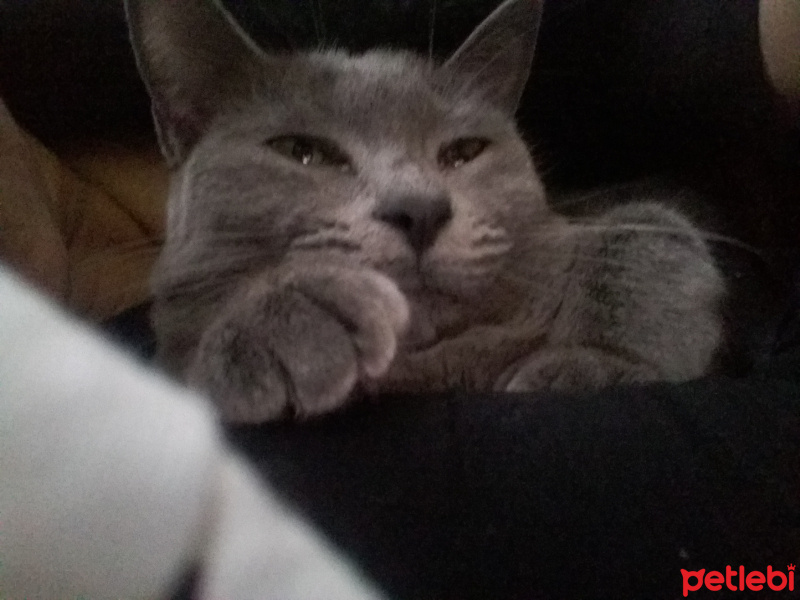 British Shorthair, Kedi  Kizim fotoğrafı