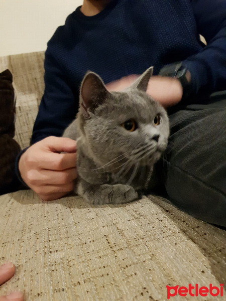 British Shorthair, Kedi  mafin fotoğrafı