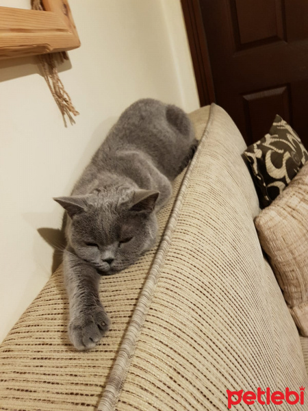 British Shorthair, Kedi  mafin fotoğrafı