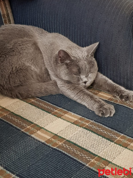 British Shorthair, Kedi  mafin fotoğrafı