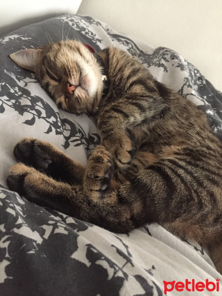 Tekir Kedi, Kedi  Minnoş fotoğrafı