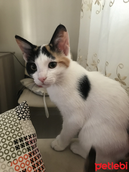 Soke, Kedi  Ahri fotoğrafı