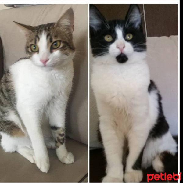 Tekir Kedi, Kedi  Aslan parçası ve maske fotoğrafı
