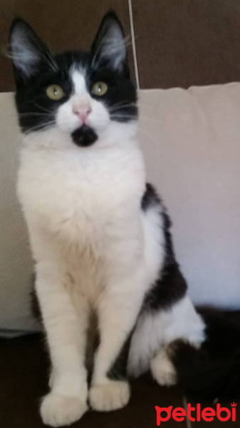 Tekir Kedi, Kedi  Aslan parçası ve maske fotoğrafı