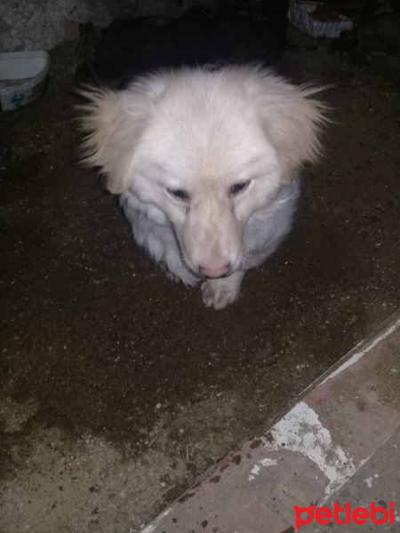 Sokö (Sokak Köpeği), Köpek  Taysın fotoğrafı