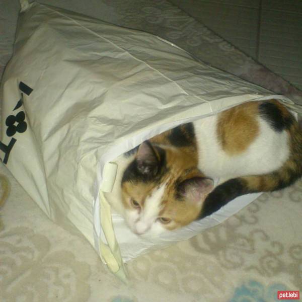 Tekir Kedi, Kedi  müjgan fotoğrafı