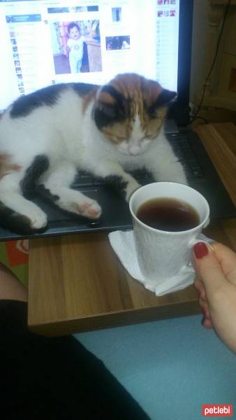 Tekir Kedi, Kedi  müjgan fotoğrafı