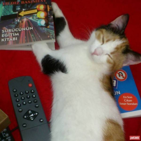 Tekir Kedi, Kedi  müjgan fotoğrafı