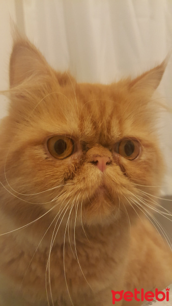 İran Kedisi (Persian), Kedi  Rıfkı fotoğrafı