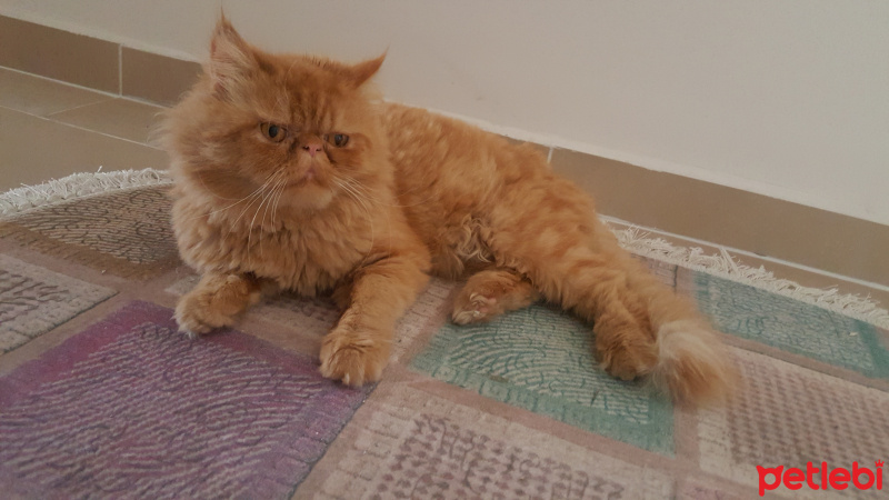 İran Kedisi (Persian), Kedi  Rıfkı fotoğrafı