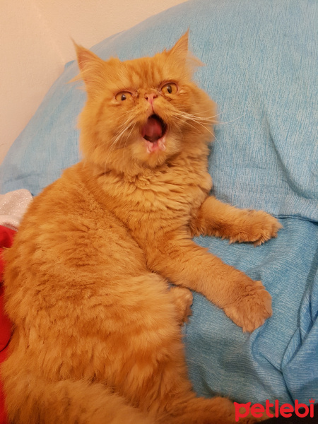 İran Kedisi (Persian), Kedi  Rıfkı fotoğrafı