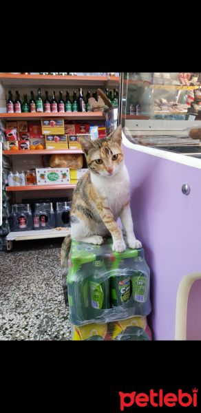 Sarman, Kedi  Bal fotoğrafı