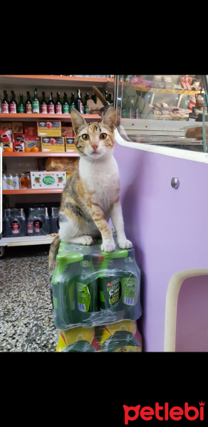 Sarman, Kedi  Bal fotoğrafı