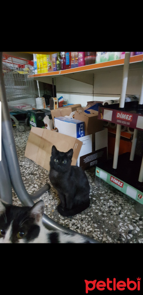 Tekir Kedi, Kedi  Karakız fotoğrafı