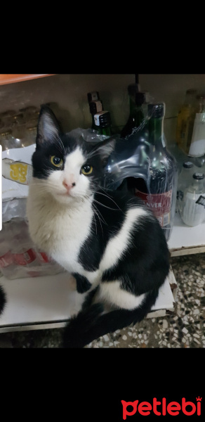 Tekir Kedi, Kedi  Şanslı fotoğrafı