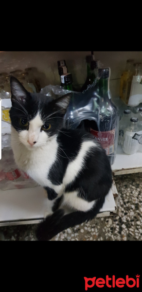 Tekir Kedi, Kedi  Şanslı fotoğrafı