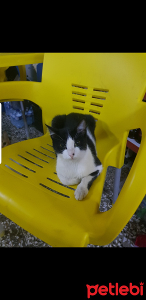 Tekir Kedi, Kedi  Şanslı fotoğrafı