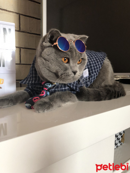 Scottish Fold, Kedi  Gölge fotoğrafı